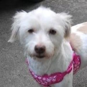 Meet your Posher, Cynthia